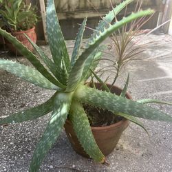 Aloe Plant In Pot(3 Plants In Pot