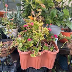 Kalanchoe