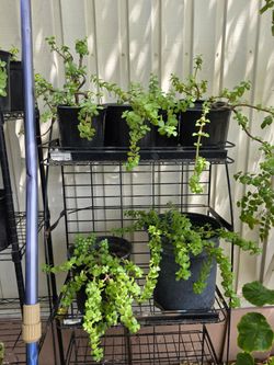 Elephant plants