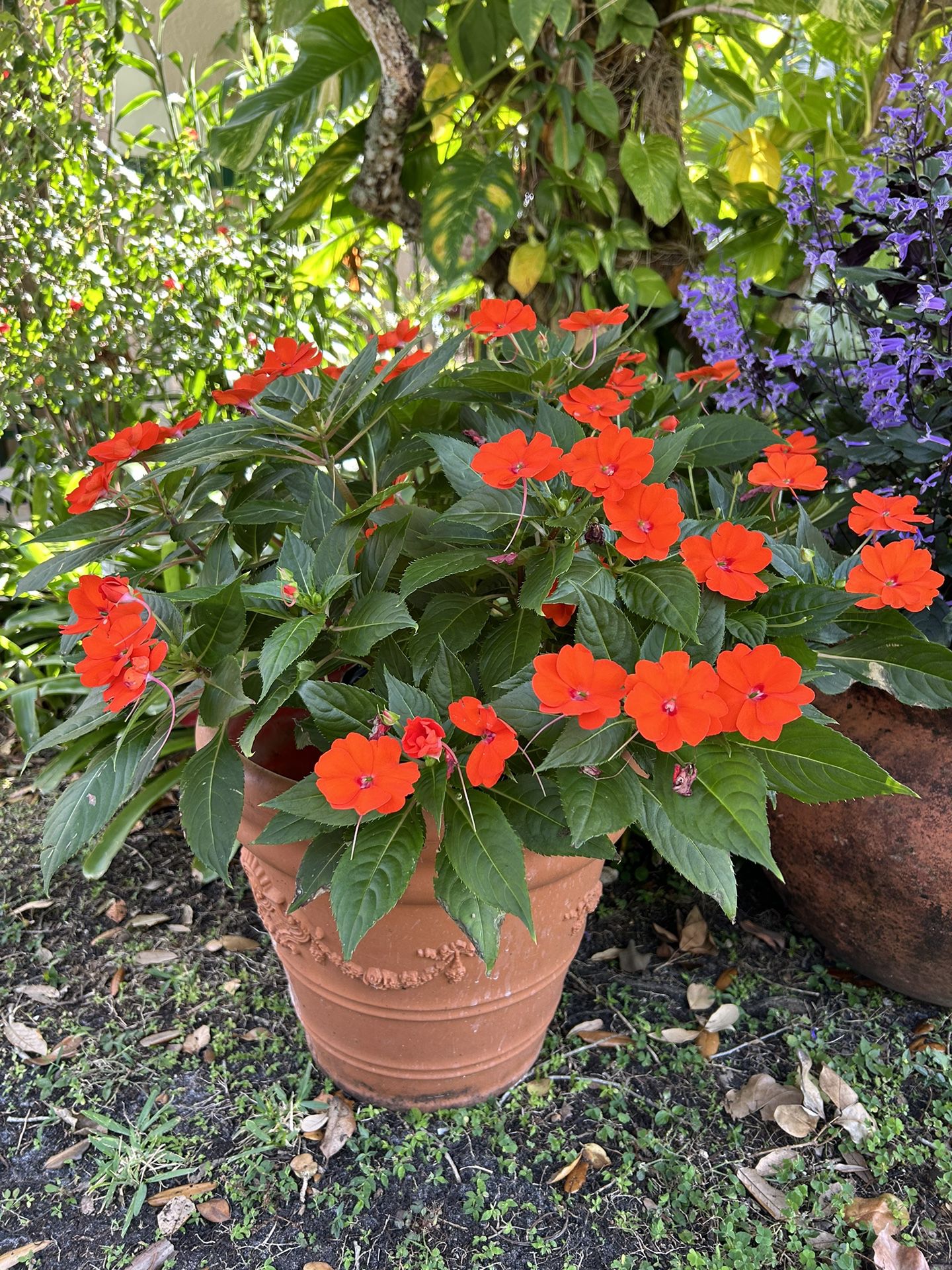 Flower In Pot