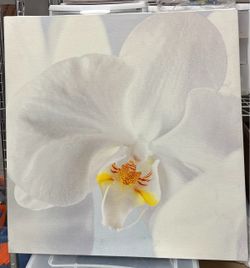 Ikea Orchid Canvas Art Print