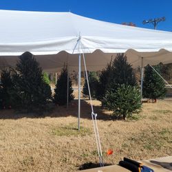 Christmas Trees For Sale