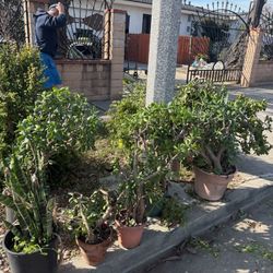  potted  plants free!!! 