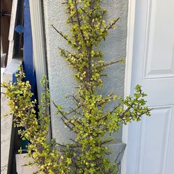 Big Elephant Food Plant Succulents 