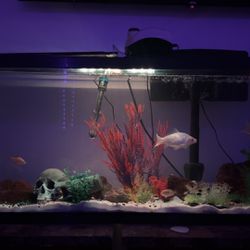 Fish Tank Comes With Decorations But No Fish