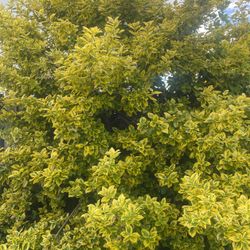 Free Cuttings - Euonymus, Red Twig Dogwood,  Kerria Japonica