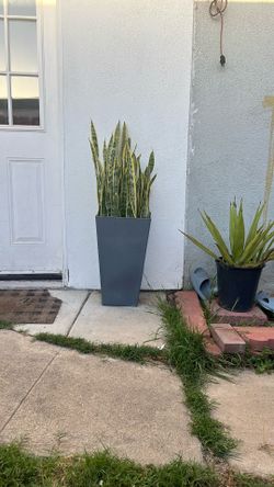 Snake Plants