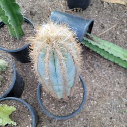 Blue Torch Cactus