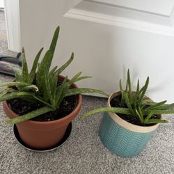 2 aloe vera plants, all for $10