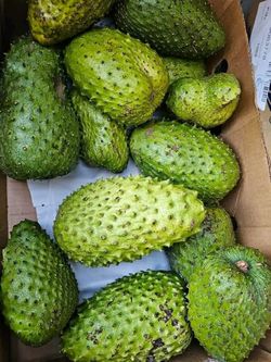 Soursop 