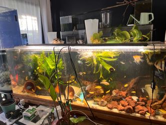 90 gallon Acrylic Enclosure