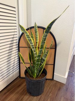Snake Plant
