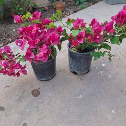 Bugainvilla Flower/ $12 each