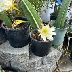 Cactus With Dessert Flowering 