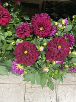Plants Dahlias