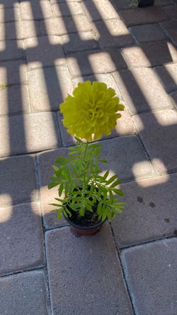 Blooming yellow flower plant