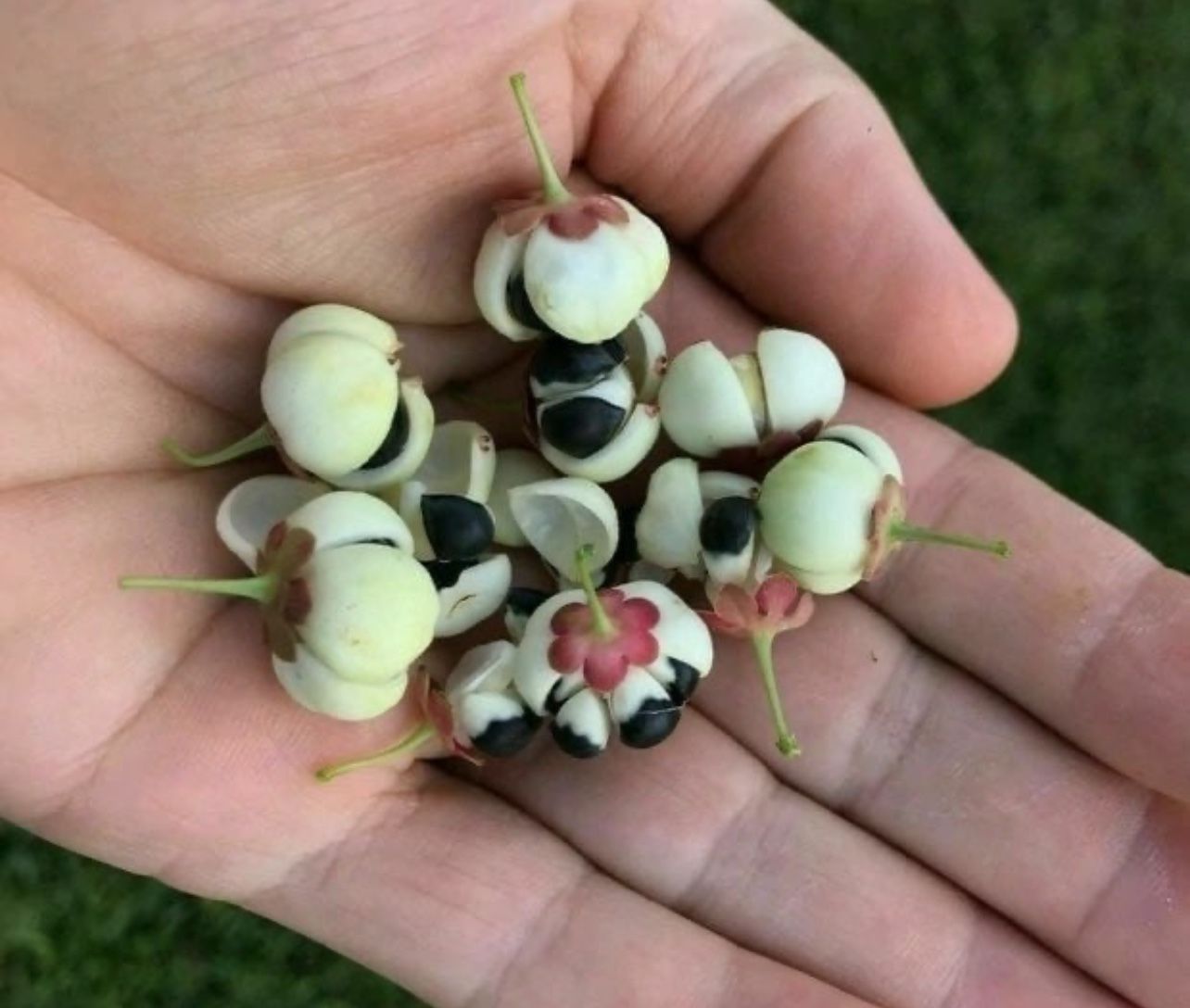 30 SEEDS KATUK SEEDS SWEET LEAF SAUROPUS ANDROGYNUS SEEDS