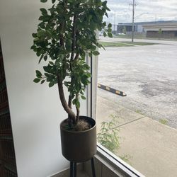 Beautiful Tree In Plant Stand 