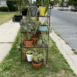 Home Plants For Sale