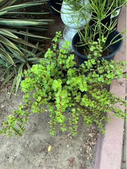 Elephant food plants $30 Each