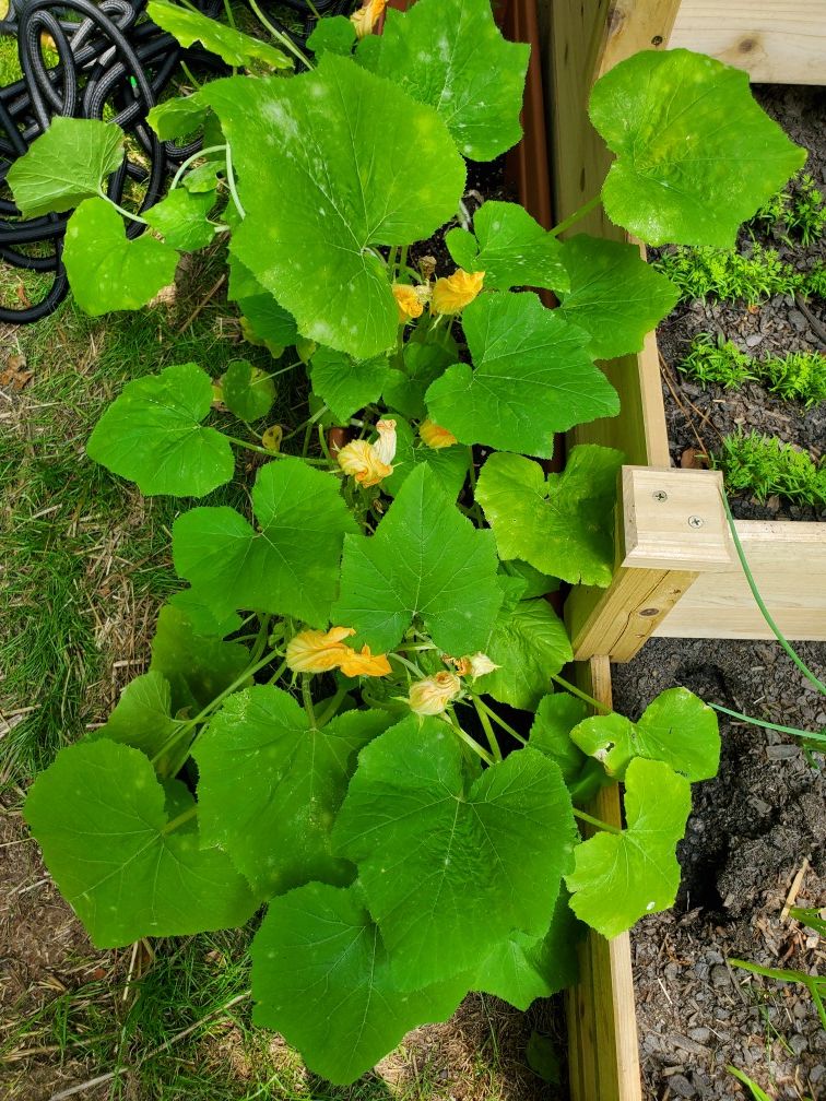 Veggies and Herbs 10 for 20 Dollars