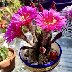 Cactus 🌵 Plant In Bloom - With Fuschia Color Flowers. First Picture To Show The Flower .