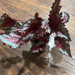 Rex Begonia 