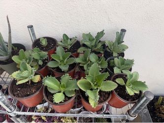 Mother of thousands