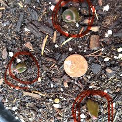 Alliums “Gladiator” 42”/106cm Perennisl Plant, ❗️3 In 1pot.