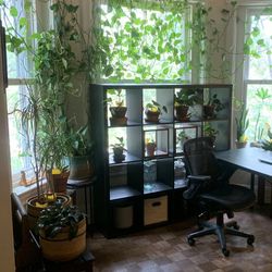 IKEA Kallax Shelves 