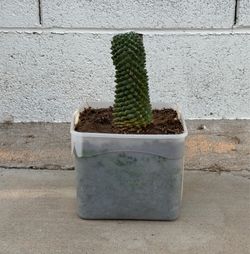 Very Healthy Rare Thornless  Mammillaria polythele or Pincushion Cactus Pink Flowers 1 gallon planter