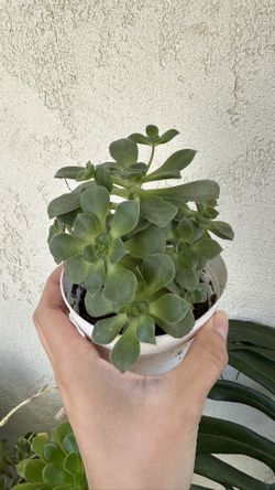 Haworth's aeonium Succulent 
