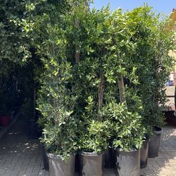 Ficus for Privacy Hedges 15 Gallon