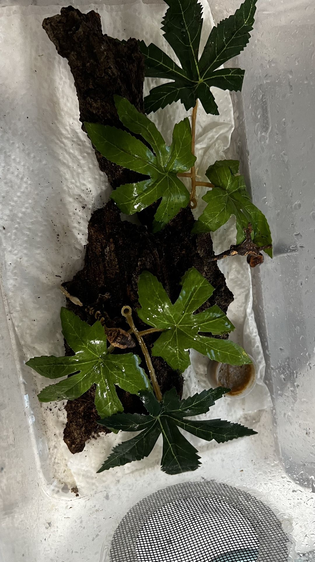 Tube Enclosure For Baby Crested Geckos