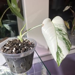 Variegated Monstera Albo 