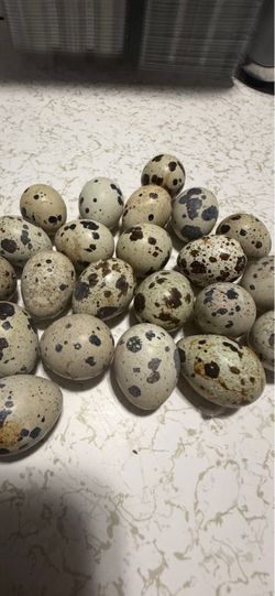 Huevitos de godornis organicis