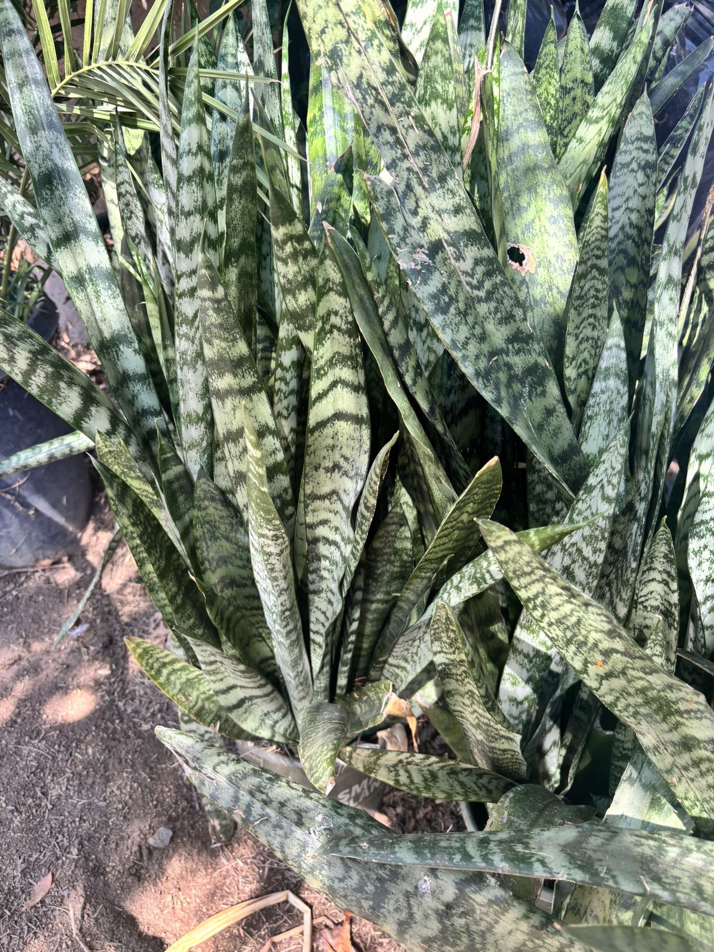 Plants For Sale….