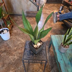 Sansevieria Snake Plant In 6in Ceramic Pot With Shells And Stones 