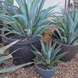 3 Agaves This Weekend
