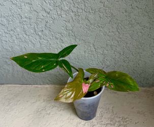 Syngonium  pink  splash  plant