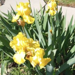 Yellow Iris Bulbs