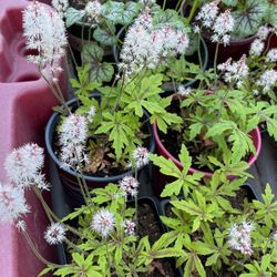 Tiarella 