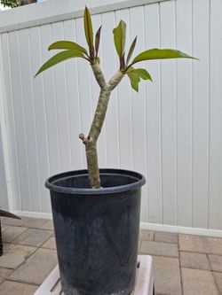 Plumeria Pink Flower Plant