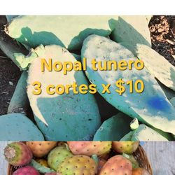 3 cuts of  prickly pears Cactus 