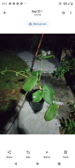 Hoja Santa 5g