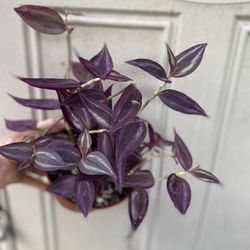 Tradescantia Wandering Jew Plant, In 6 Inch Pot Pick Up Only