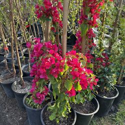 Bougainvillea 5 Gallon 20$ Each 