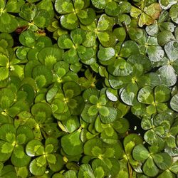 Pond Plant