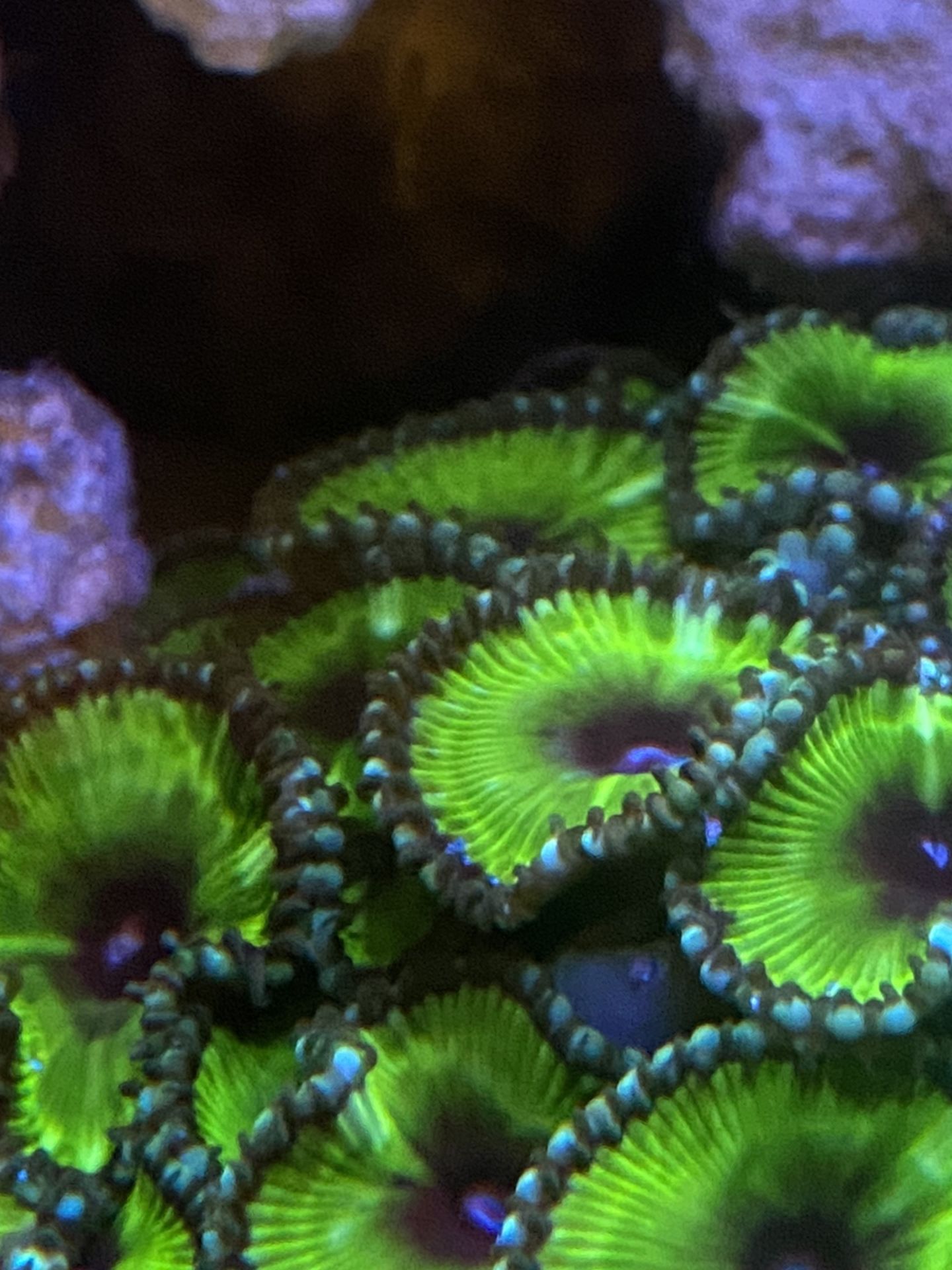 Cinnamon Polyp Zoa Coral Frag For Reef Tank