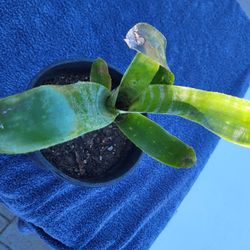 Bromlaid Plant One Gallon Pot 